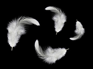 solf white feather isolated on black background