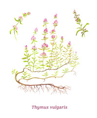 Thymus vulgaris. Watercolor vector illustration. Sort of tea. Twigs and