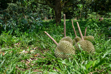 Durian from southern Thailand is very popular in China.