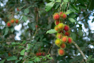 Nasarn school rambutan is most delicious rambutan in Thailand