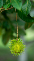 Nasarn school rambutan is most delicious rambutan in Thailand