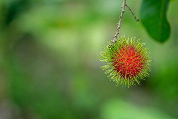 Nasarn school rambutan is most delicious rambutan in Thailand