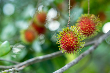 Nasarn school rambutan is most delicious rambutan in Thailand