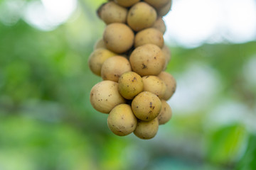 Longkong fruit from eastern Thailand Beautiful results for sale.