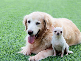 Big Golden retriever dog and  small white Chihuahua sit close together on the green grass.