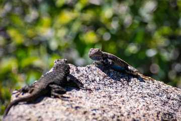 Two Blue bellied lizards (Sceloporus occidentalis) having a confrontation on a rock, Yosemite National Park, California