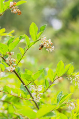 Outdoor spring rain after blooming water wax tree with bee closeup，Ligustrum obtusifolium Sieb. subsp. suave (Kitagawa) Kitagawa