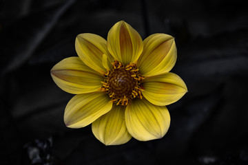 Gelbe Dahlie Bishop of York Dahlia