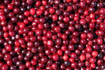 Texture image of fresh summer berries of ripe juicy cherry