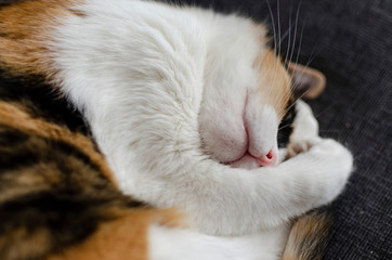 three-colored cat resting on the sofa