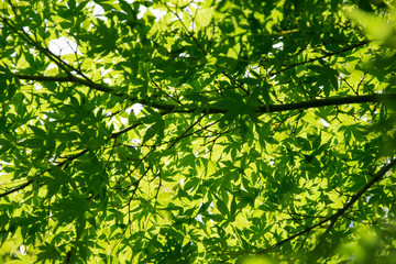 Summer Maple Leaves. Green leaves  background.
