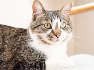 ソファに座った猫