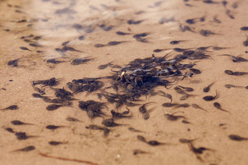 The larvae of frogs - tadpoles