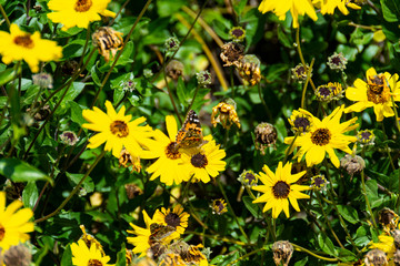Painted Lady butterflies perched on Coast Sunflowers during the Great Butterfly Migration in March. Huntington Beach, CA, USA.