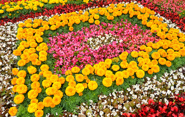 Fototapeta na wymiar beautiful flower bed. colorful begonia and marigold (Тagetes) flowers in Decorative flower bed in garden landscaping. festival 