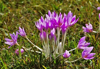 a clump of crocuses in the grass