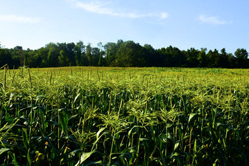 view on top of corn and trees
