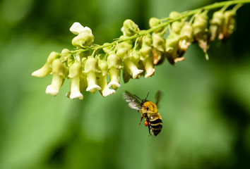 Bumblebee  in flight gathering and transporting pollen in an orange pollen basket