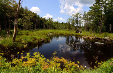 Fototapeta na wymiar looking at small pond with beaver home and refelections trees and clouds