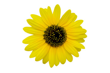 Yellow chrysanthemum isolated on white background