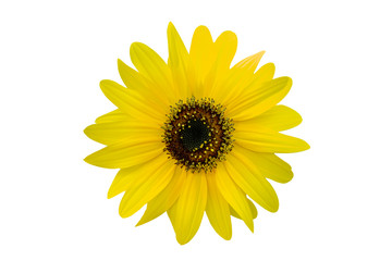 Fototapeta premium Yellow chrysanthemum isolated on white background
