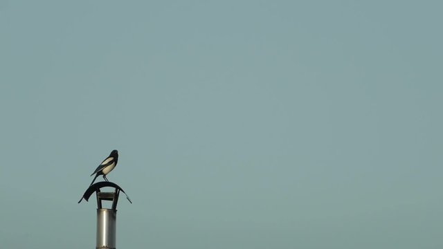 Magpie sitting on chimney looking around and fly away.