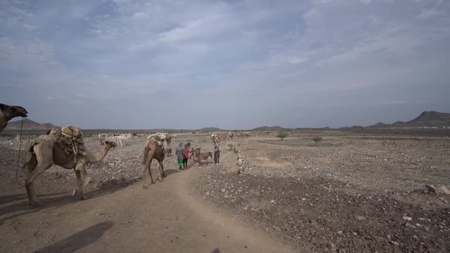 Ethiopia Danakil Depression Afar salt mine camel caravan