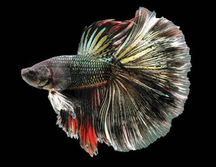 Betta fish,Siamese fighting fish,siamese fighting fish betta splendens (Halfmoon betta,Betta...