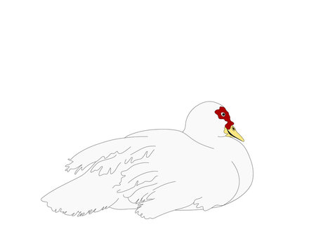 recommend clip art: Drawing of a goose, vector illustration