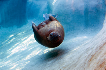 The walrus in zoo's aquarium