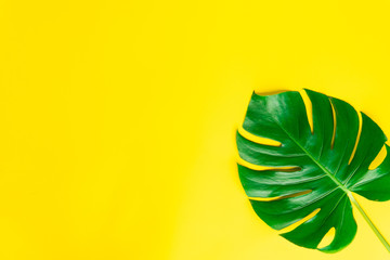 Isolate Dark green Monstera large leaves, philodendron tropical foliage plant growing in wild on yellow background concept for flat lay summer greenery leaf texture rainforest floral