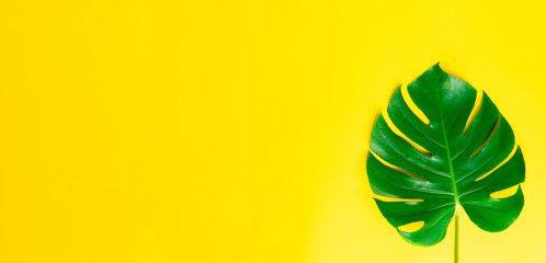 Isolate Dark green Monstera large leaves, philodendron tropical foliage plant growing in wild on yellow background concept for flat lay summer greenery leaf texture rainforest floral