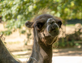 Kamel