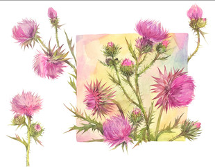 Floral set with field herbs. Thistle.  Hand painted watercolor illustration.