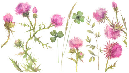 Floral set with field herbs. Thistle and clover. Hand painted watercolor illustration.