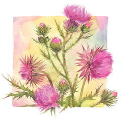 Floral composition with thistle field herbs. Hand painted watercolor illustration.