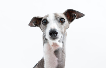 イタリアングレイハウンド