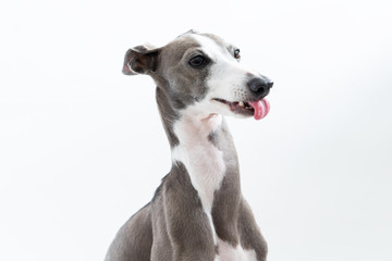 イタリアングレイハウンド