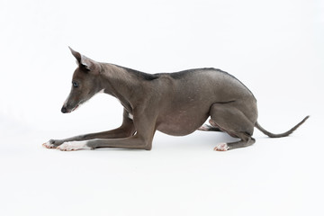 床に伏せるイタリアングレイハウンド