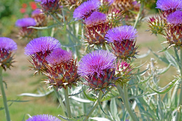 Artichoke plants flower