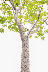 Fototapeta na wymiar Bombax ceiba tree with white background