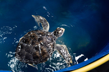 Injured sea turtle have being take care in pool