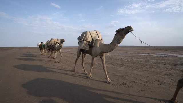 Ethiopia Danakil Depression Afar salt mine camel caravan
