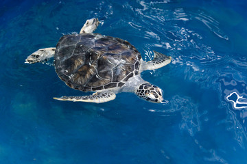 Obraz premium Injured sea turtle have being take care in pool