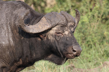 Obraz premium Kaffernbüffel / Buffalo / Syncerus caffer