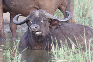 Naklejka premium Kaffernbüffel / Buffalo / Syncerus caffer