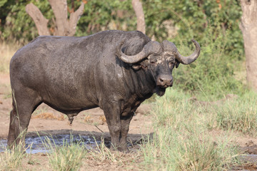 Fototapeta premium Kaffernbüffel / Buffalo / Syncerus caffer