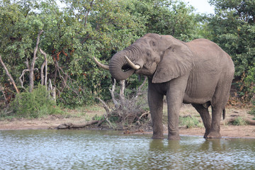 Afrikanischer Elefant / African elephant / Loxodonta africana
