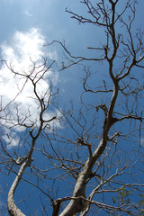 快晴の空と枯れた木々