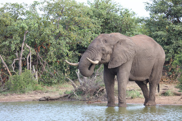 Afrikanischer Elefant / African elephant / Loxodonta africana